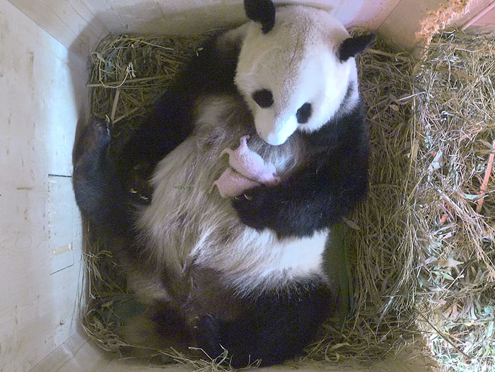 Esta panda gigante sorprende a sus cuidadores con oseznos gemelos aunque el escáner solo mostraba uno