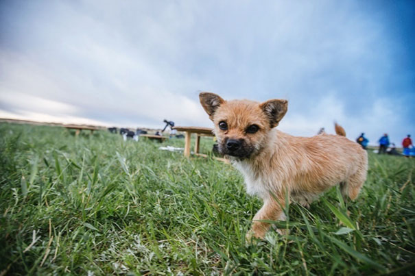 perro-callejero-corredor-maraton-dion-leonard-gobi-china (8)