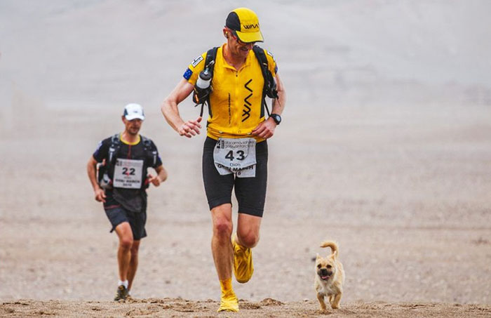 Este perro callejero se une a una carrera de 250 kms y la termina con un nuevo dueño