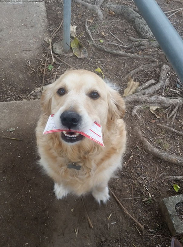 perro-pippa-recoge-correo-cartero-martin-studer (1)