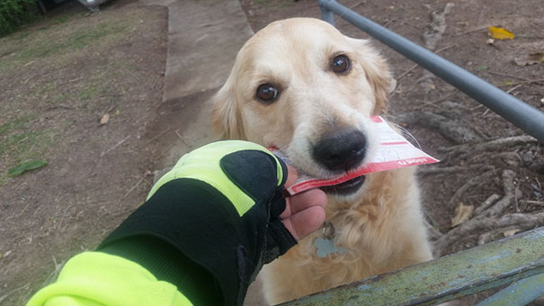 perro-pippa-recoge-correo-cartero-martin-studer (2)