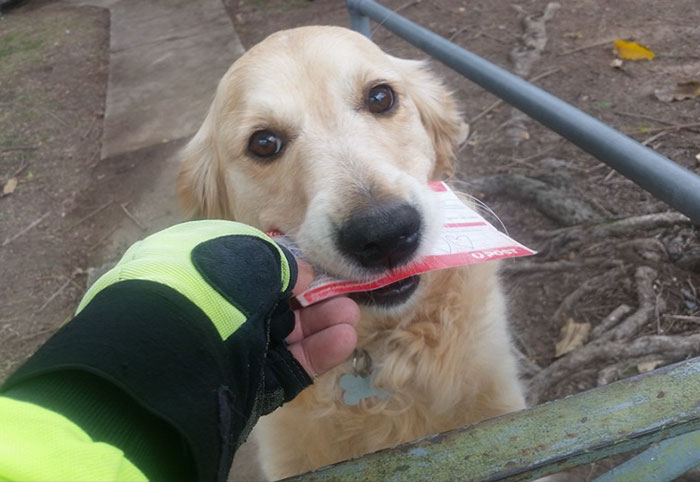 A este perro le gusta tanto recoger el correo que el cartero le escribe cartas incluso cuando no hay