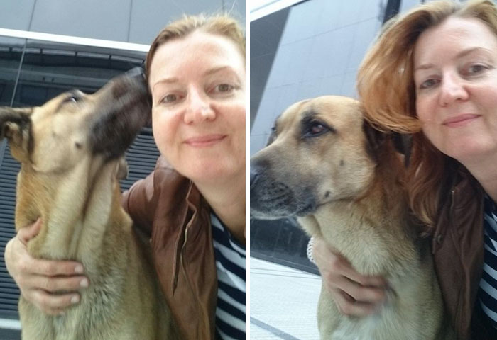 perro-rubio-espera-hotel-olivia-sievers-argentina (1)