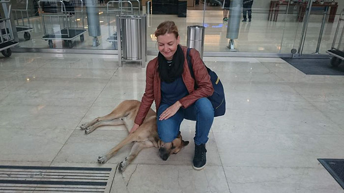 perro-rubio-espera-hotel-olivia-sievers-argentina (5)