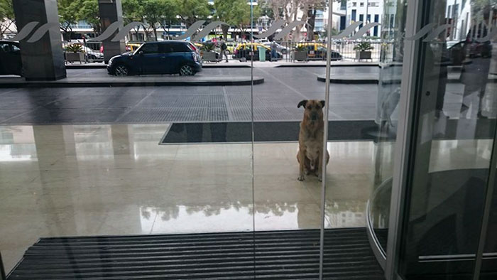 perro-rubio-espera-hotel-olivia-sievers-argentina (6)