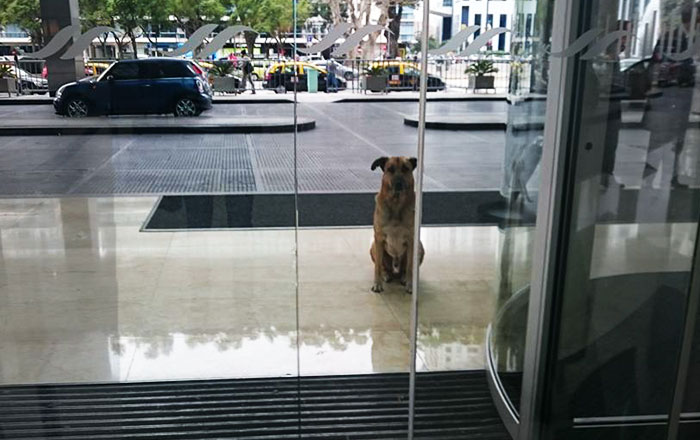 Esta azafata de vuelo adoptó a un perro callejero que siempre la esperaba fuera del hotel