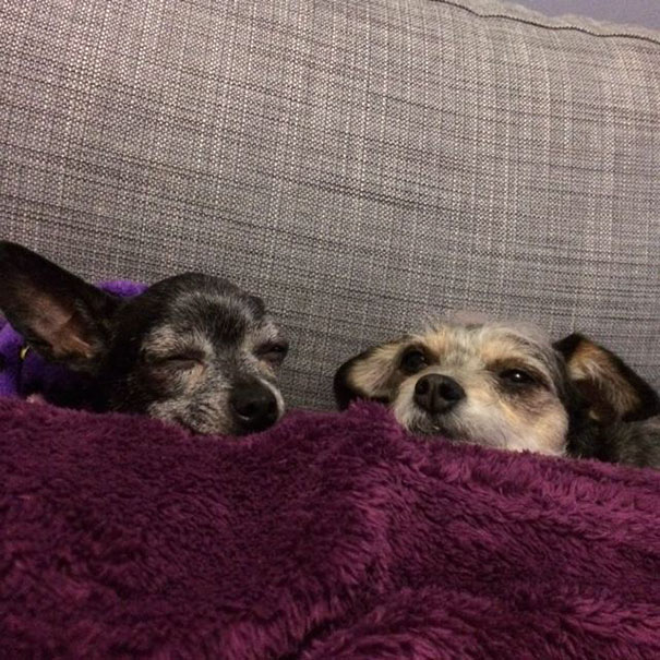 perros-ancianos-adoptados (12)
