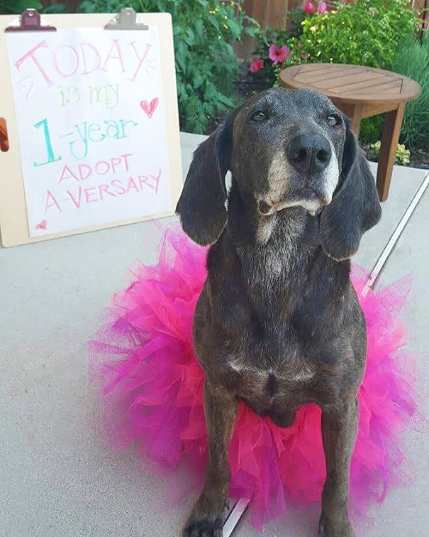 perros-ancianos-adoptados (14)