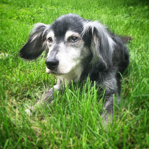 perros-ancianos-adoptados (15)