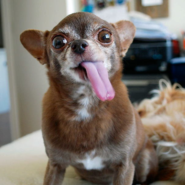 perros-ancianos-adoptados (5)