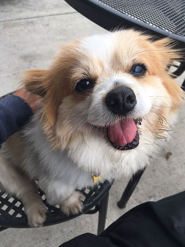 perros-ancianos-adoptados (8)