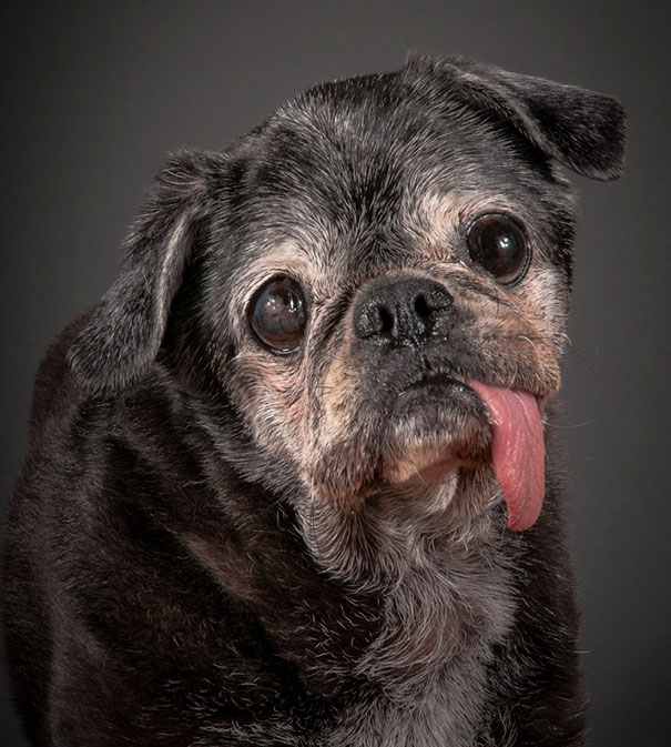 perros-ancianos-adoptados (9)