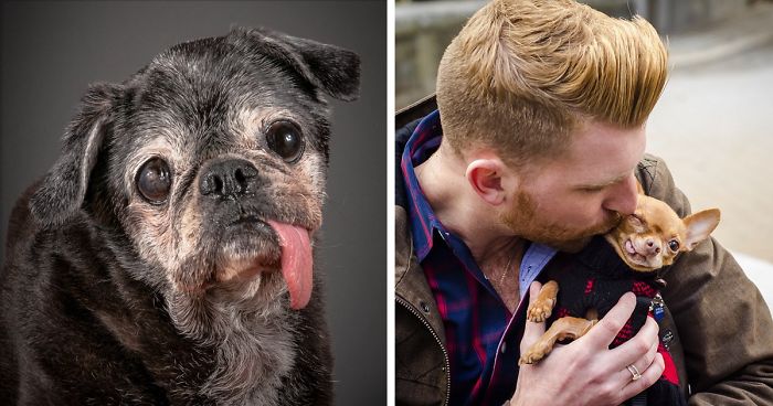 15 Perros ancianos adoptados por personas con un gran corazón