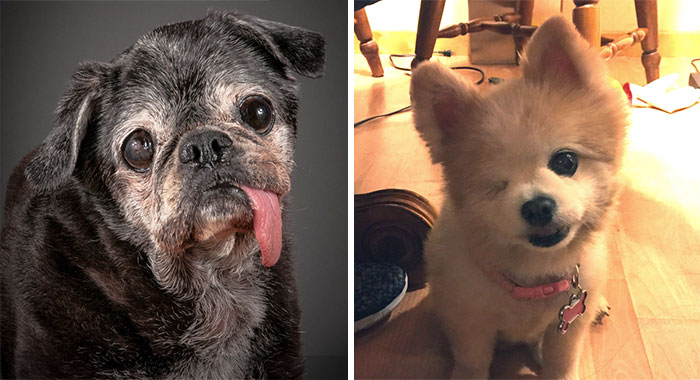 15 Perros ancianos adoptados por personas con un gran corazón