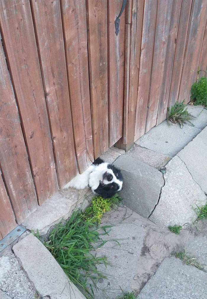 perros-asomando-cabeza-saludar (10)