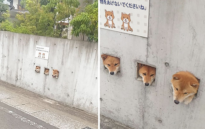 perros-asomando-cabeza-saludar (2)