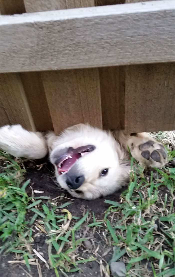 perros-asomando-cabeza-saludar (4)