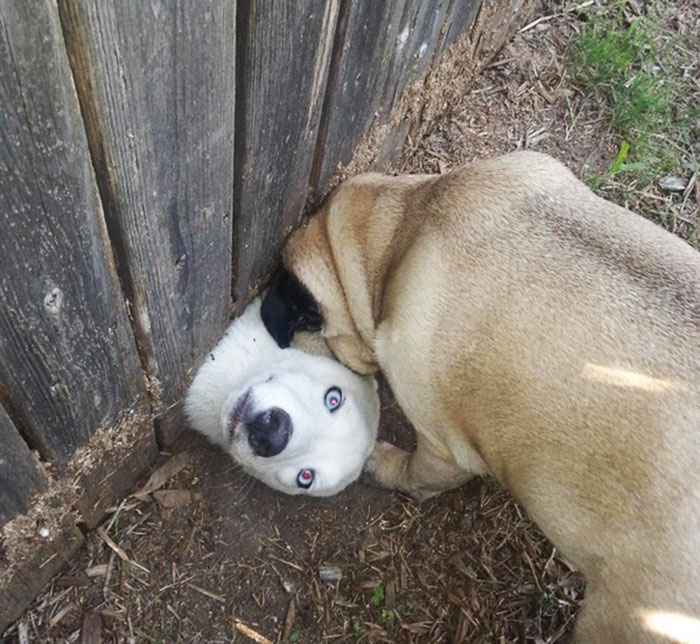 perros-asomando-cabeza-saludar (5)