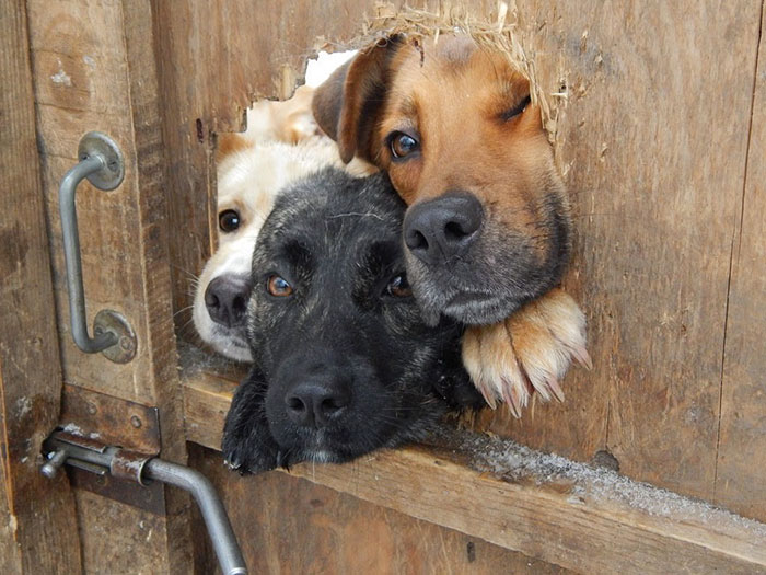 perros-asomando-cabeza-saludar (7)