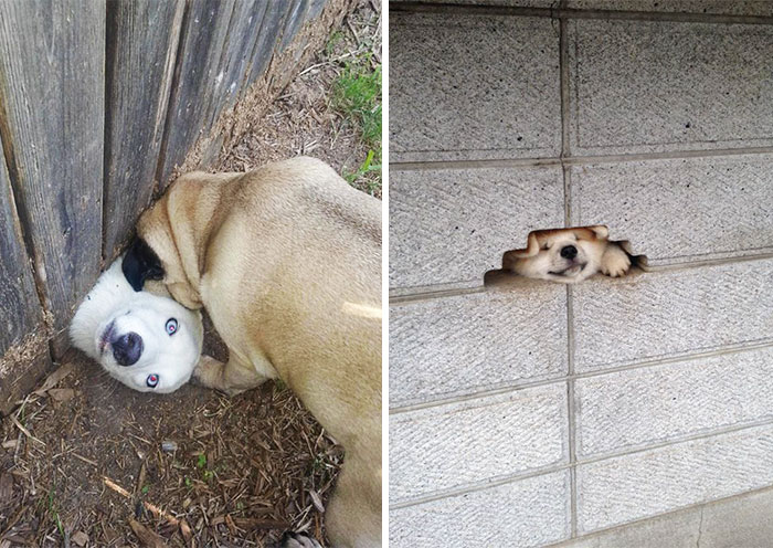 10 Perros desesperados por decir hola