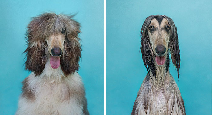 perros-mojados-antes-despues-bano (3)