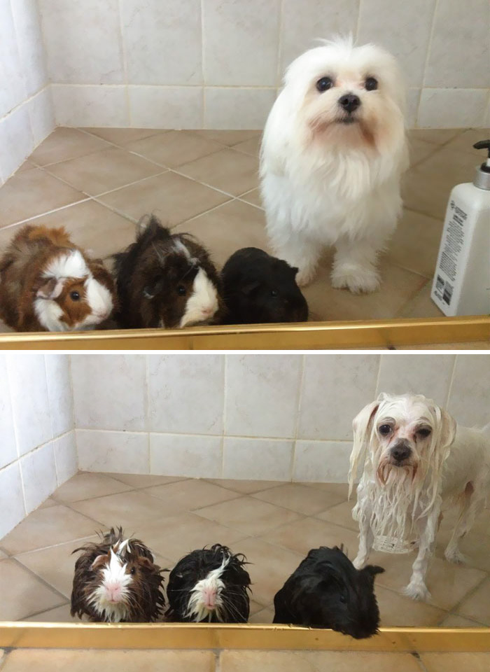 perros-mojados-antes-despues-bano (4)
