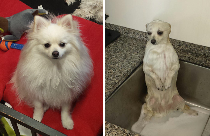perros-mojados-antes-despues-bano (8)