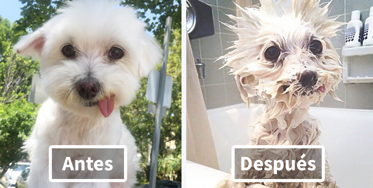 10 Divertidas fotos de perros antes y después de un baño