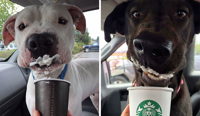 Este refugio lleva a sus perros a tomar «puppuccinos» para encontrarles un nuevo hogar