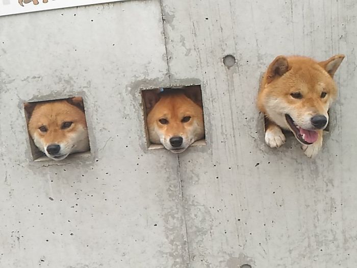 perros-shiba-agujeros-muro-japon (1)