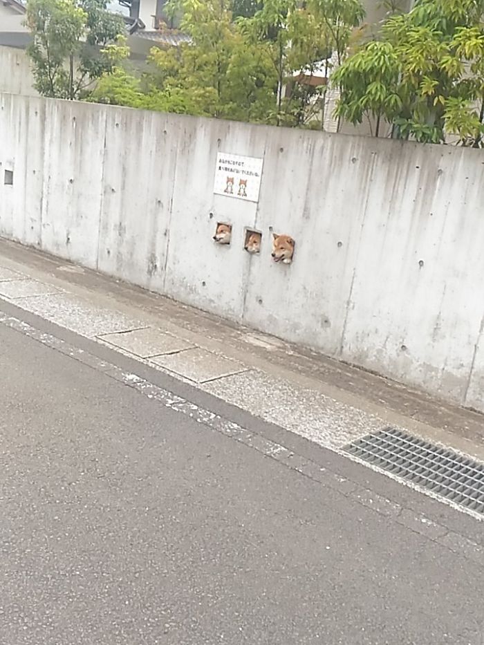 perros-shiba-agujeros-muro-japon (2)