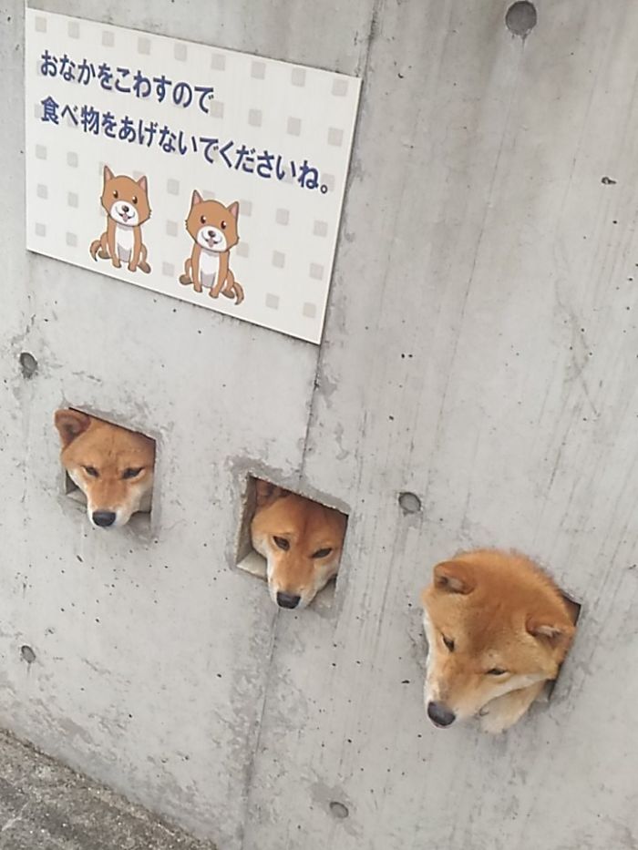 perros-shiba-agujeros-muro-japon (3)