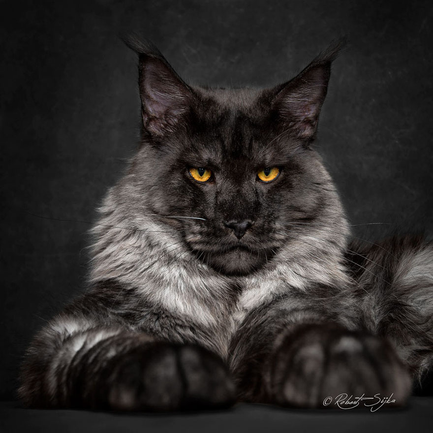 retratos-gatos-maine-coon-robert-sijka (10)