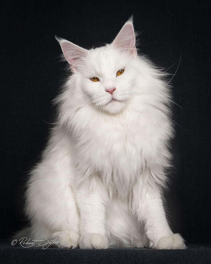 retratos-gatos-maine-coon-robert-sijka (11)