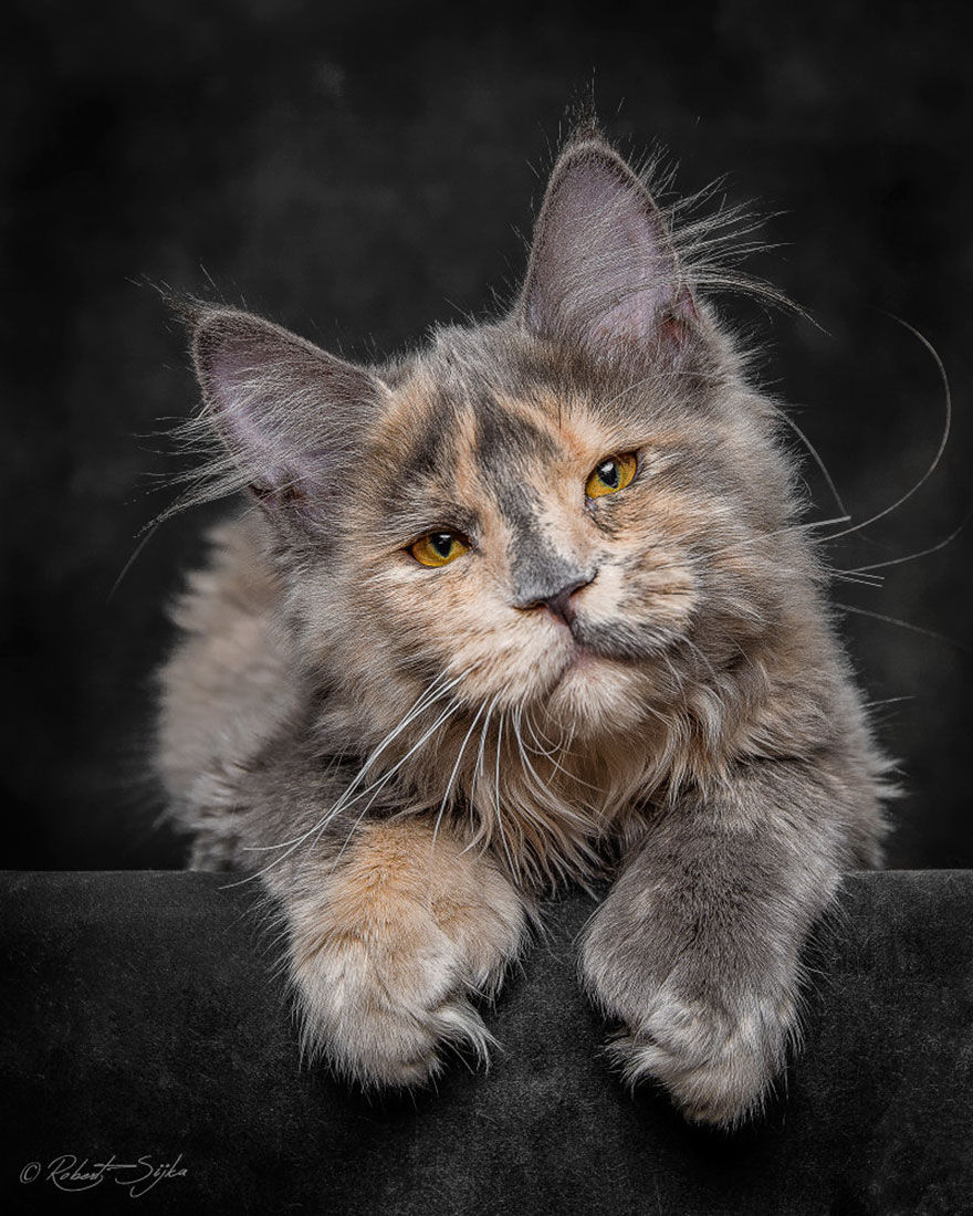 retratos-gatos-maine-coon-robert-sijka (2)