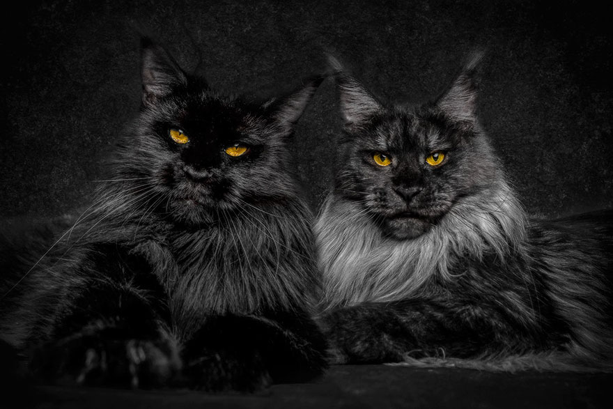 retratos-gatos-maine-coon-robert-sijka (3)