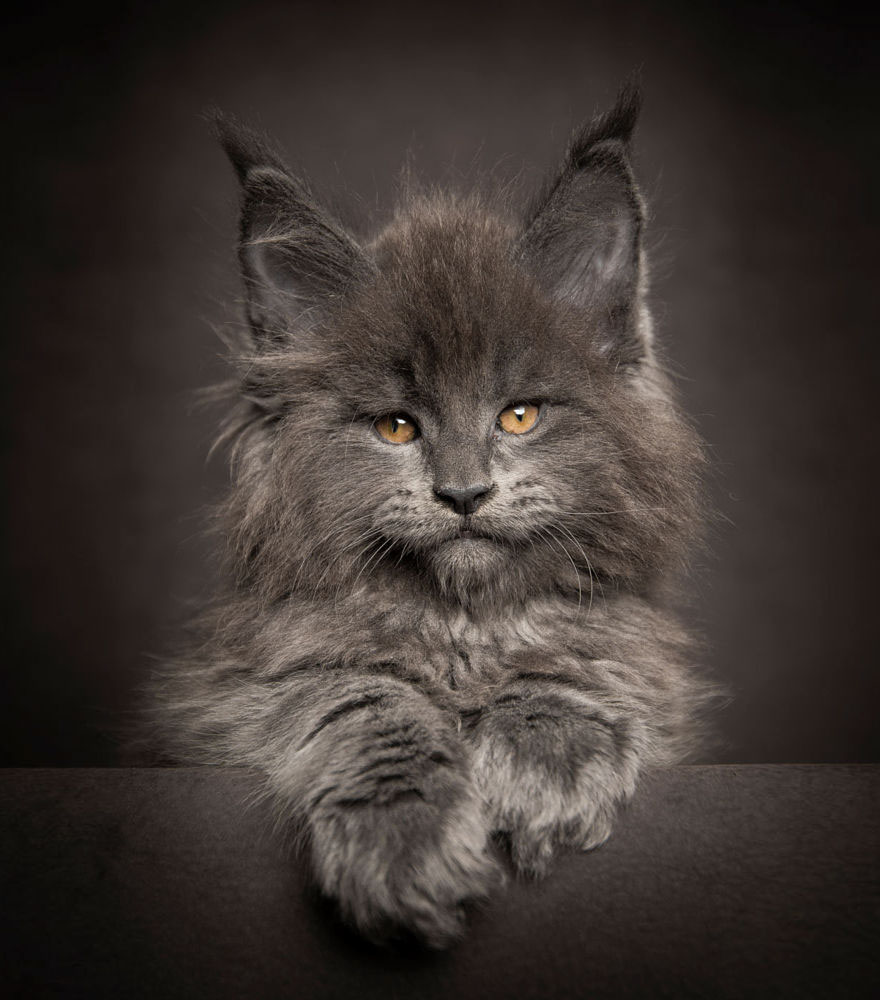 retratos-gatos-maine-coon-robert-sijka (4)