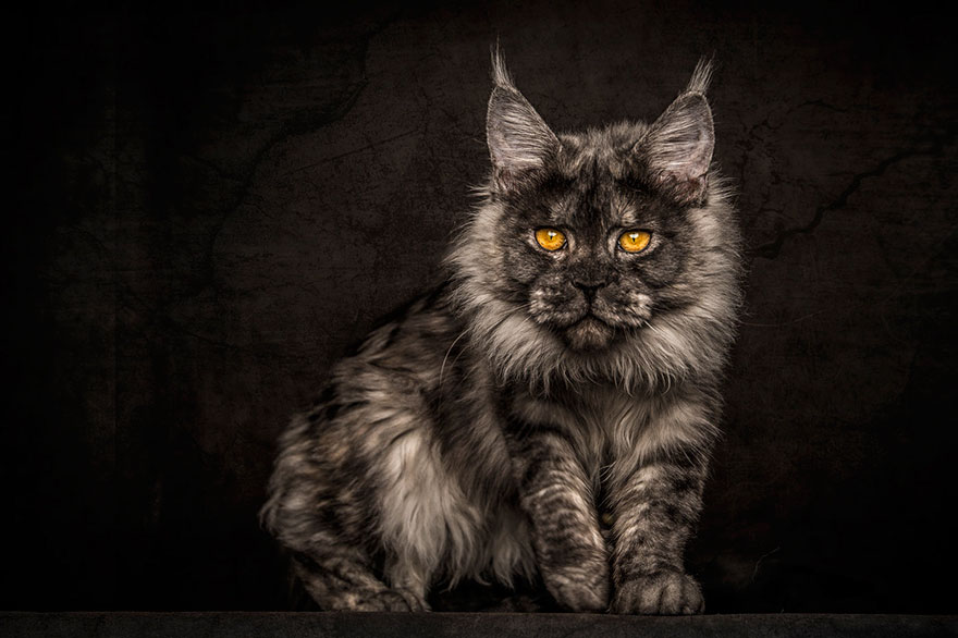 retratos-gatos-maine-coon-robert-sijka (5)