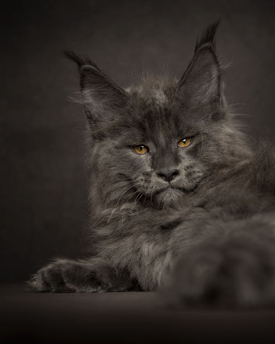 retratos-gatos-maine-coon-robert-sijka (6)