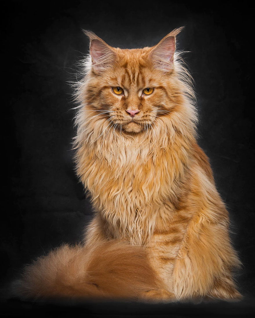 retratos-gatos-maine-coon-robert-sijka (7)