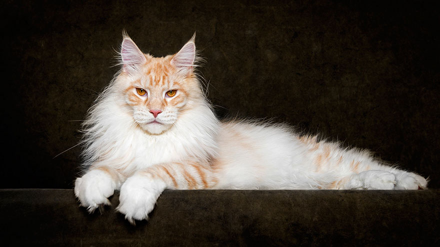 retratos-gatos-maine-coon-robert-sijka (8)