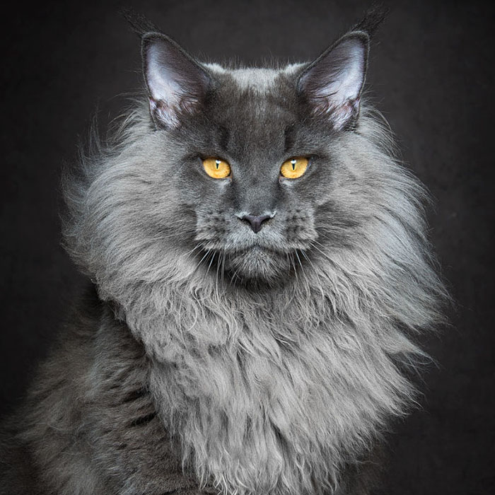 Bestias míticas: Este fotógrafo capta la belleza majestuosa de los gatos Maine Coon