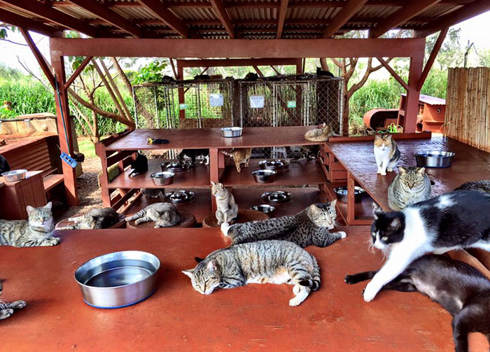 santuario-gatos-lanai-hawai (1)