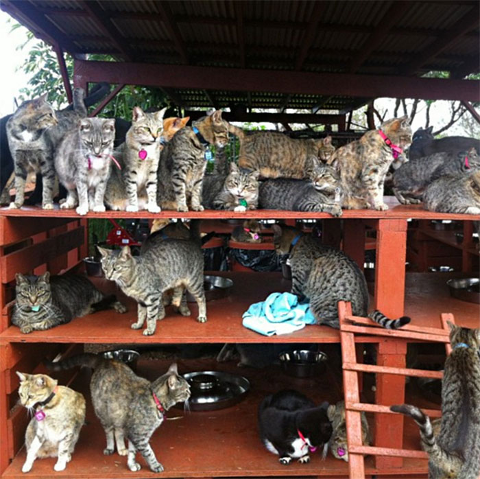 santuario-gatos-lanai-hawai (11)