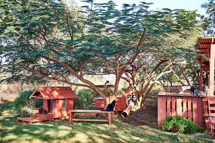 santuario-gatos-lanai-hawai (3)