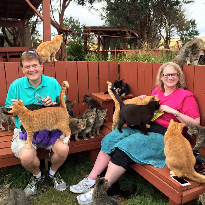 santuario-gatos-lanai-hawai (6)