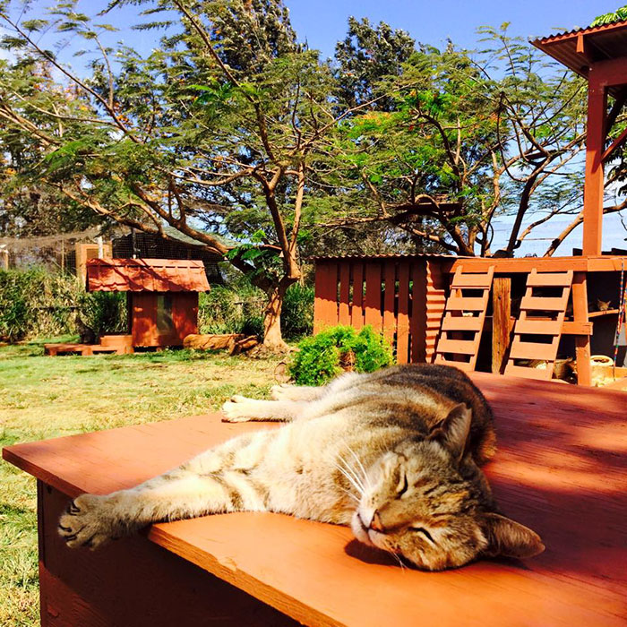 santuario-gatos-lanai-hawai (7)