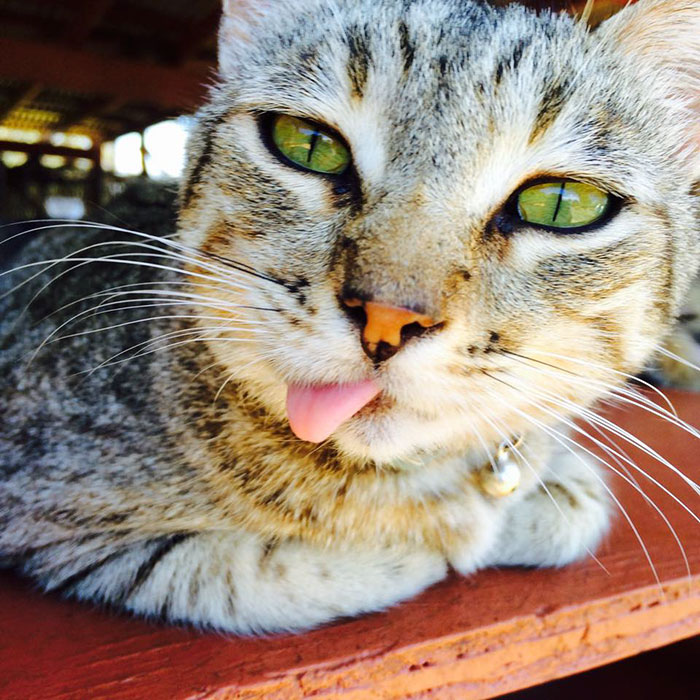 santuario-gatos-lanai-hawai (9)