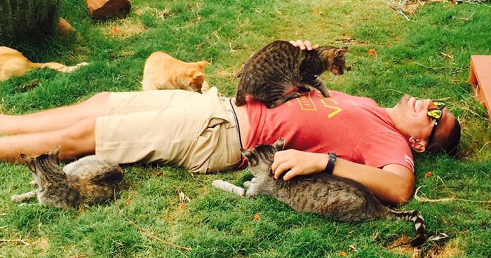 Viene gente de todo el mundo a este santuario gatuno en Hawai para mimar a sus 500 gatos