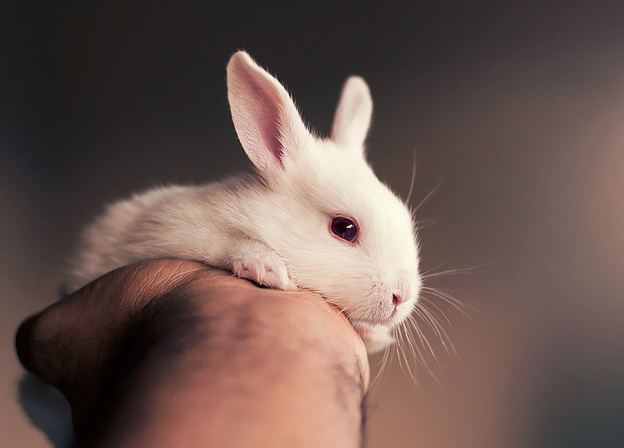 sesion-fotos-cria-conejo-ashraful-arefin (10)